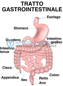 Una fotografia che mostra la vita marina di un polpo un invertebrato che simboleggia la distrofia gastrointestinale, una malattia che colpisce parti del corpo come lo stomaco