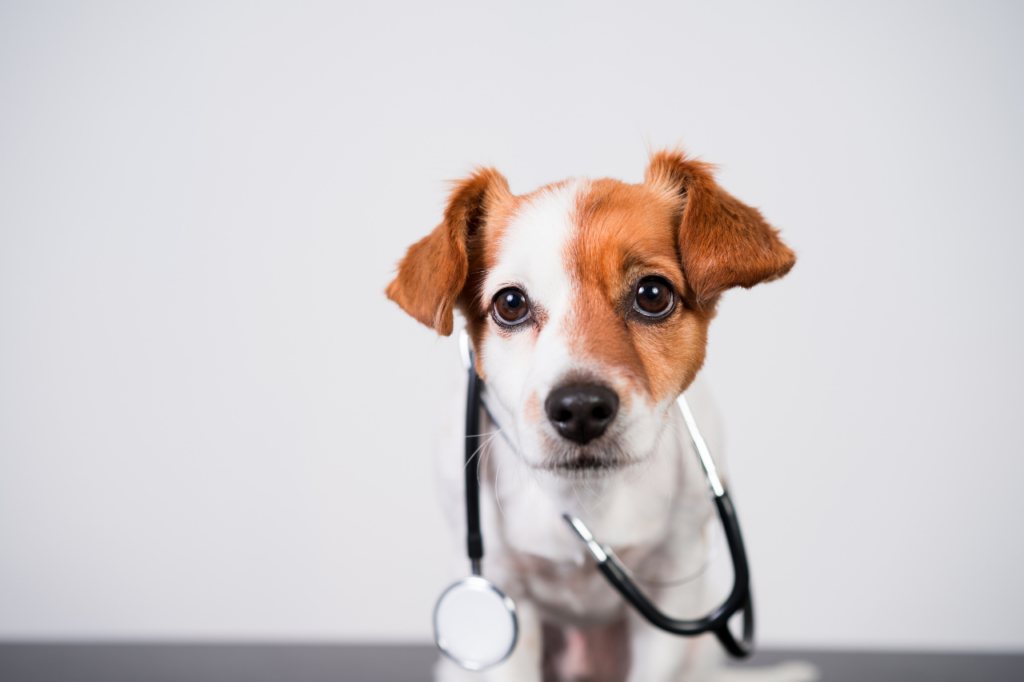 ambulanze veterinarie