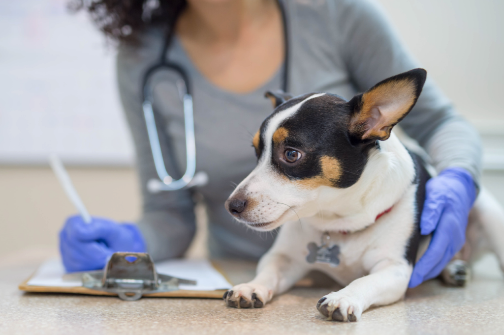 ambulanze veterinarie italia