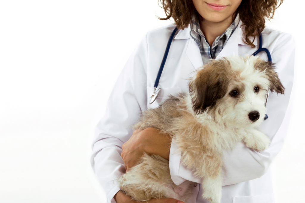 assistenza veterinaria
