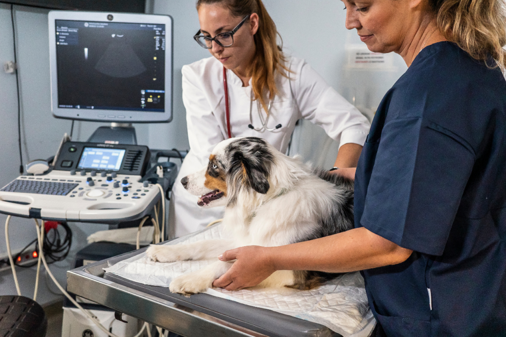 cure veterinarie