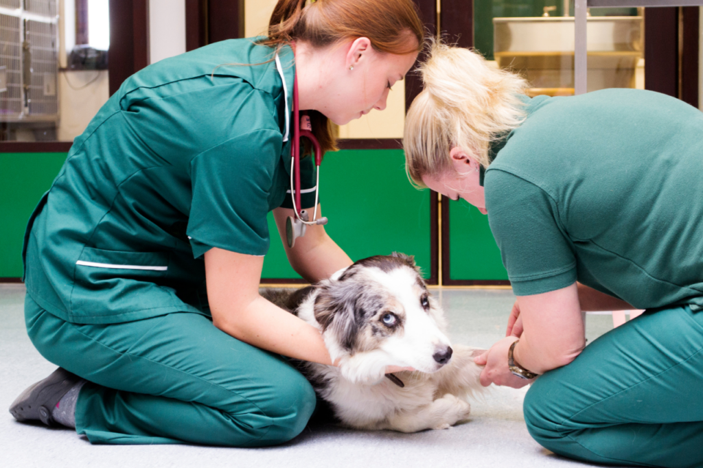 servizio ambulanza veterinaria