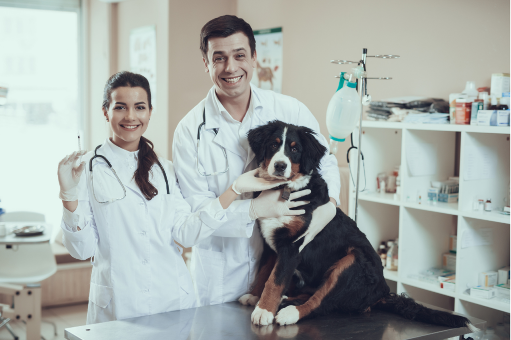 servizio ambulanze veterinaria