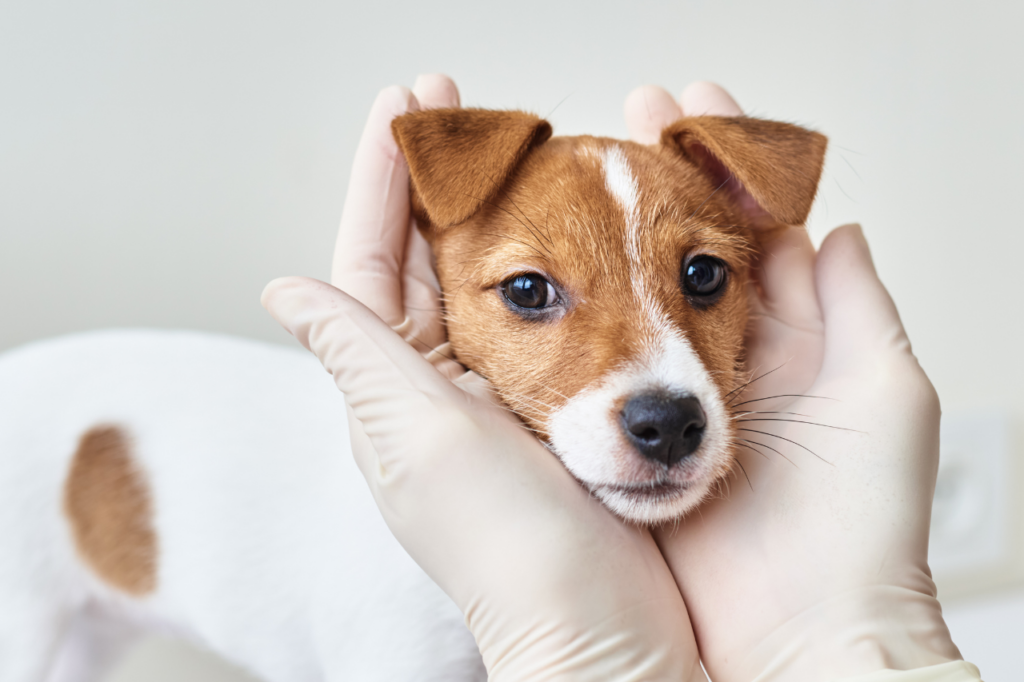 soccorso veterinario
