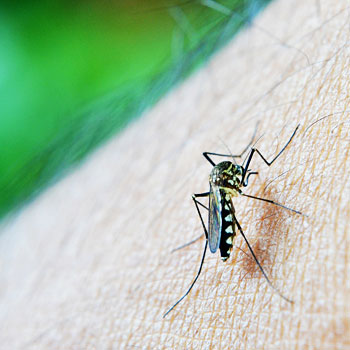 Un Animale Invertebrato che è stato identificato come una possibile fonte di contagio della febbre dengue virale la Zanzara
