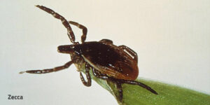 Questa immagine mostra una zecca, un insetto invertebrato, che causa unemorragia virale acuta nellanimale a cui si è attaccata