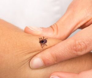 Un bambino in Brasile tocca un insetto con il suo dito, mentre la sua mano è coperta di pelle Ciò nonostante, è presente il pericolo di un possibile contagio da parte del virus Ebola che riecheggia nel ticchettio dellinvertebrato