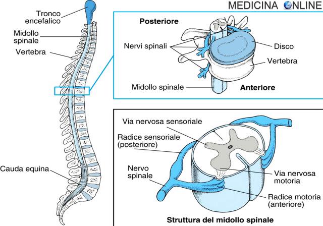 Questa immagine raffigura un diagramma che mostra come la Sindrome di Charcot Marie Tooth CMT colpisce i nervi periferici Questa malattia neurologica progressiva è caratterizzata da una degenerazione dei nervi che porta a una debolezza muscolare e ad una perdita di sensibilità
