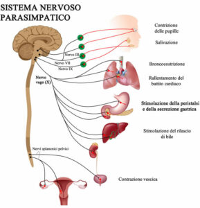 Questa immagine rappresenta un TreeDiagramma che mostra la relazione tra la Distrofia Gastrointestinale e alcuni elementi naturali come una Pianta, un Fiore ed un Albero Un modo visivo per comprendere meglio limpatto della Distrofia Gastrointestinale su chi ne soffre