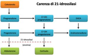 Un diagramma UML che illustra la sindrome di CAH e un testo che ne spiega le caratteristiche la sindrome di CAH è una condizione genetica che può manifestarsi con vari gradi di gravità e può avere un impatto sullequilibrio ormonale, sul sistema immunitario e sullo sviluppo sessuale