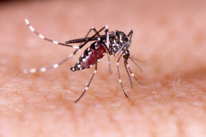 Una zanzara portatrice di malattia infettiva che minaccia la salute degli animali, come invertebrati e insetti