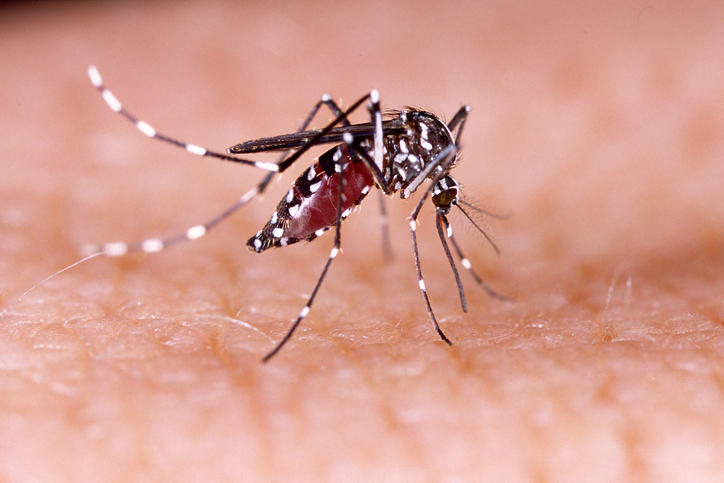 Una zanzara portatrice di malattia infettiva che minaccia la salute degli animali, come invertebrati e insetti