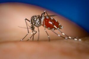 Unimmagine che mostra un insetto, una zanzara, un animale invertebrato, considerato uno dei principali vettori della diffusione del virus Ebola in Brasile