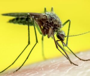Un insetto invertebrato, la zanzara, che diffonde malattie infettive tra gli animali
