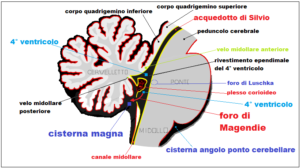 Una persona sta tracciando un grafico per raffigurare latassia cerebellare come se fosse una dinamite unarma che, però, può essere curata con un semplice massaggio Un fiore stilizzato indica il diagramma finale