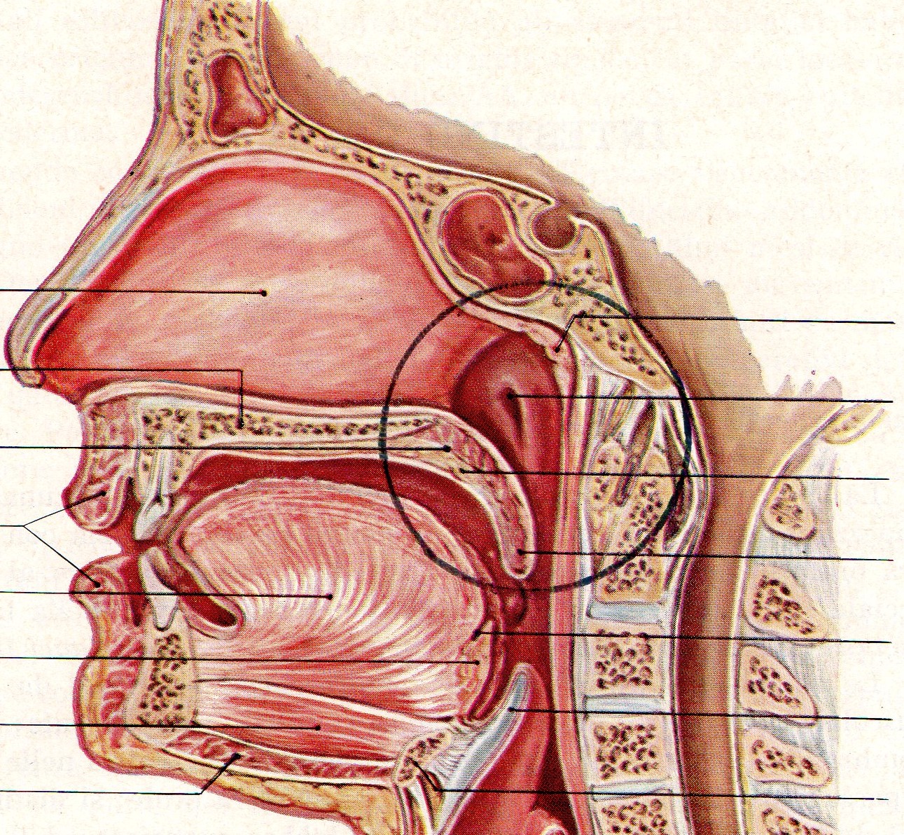 Patologia Genetica del Naso e del Rinofaringe