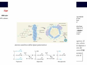 Una grafica per rappresentare il malassorbimento lipidico in un biglietto da visita un diagramma su una carta che descrive il testo in modo chiaro e comprensibile